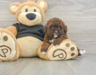 6 week old Poodle Puppy For Sale - Lone Star Pups