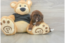 Best Poodle Baby