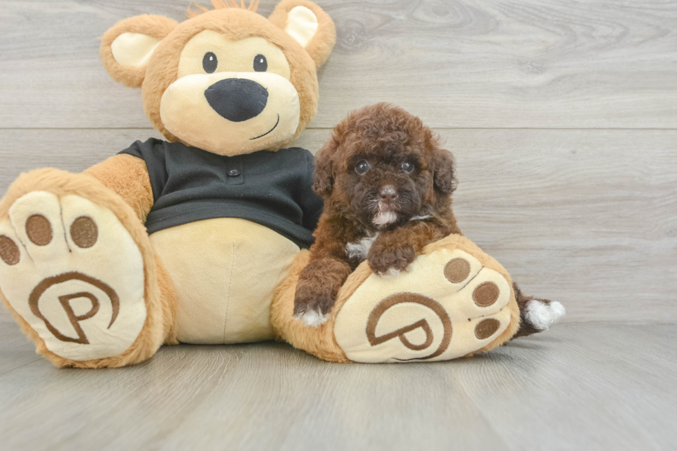 Best Poodle Baby