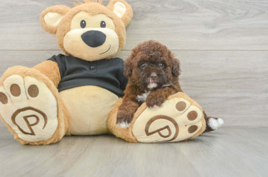 Best Poodle Baby