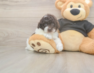 9 week old Poodle Puppy For Sale - Lone Star Pups