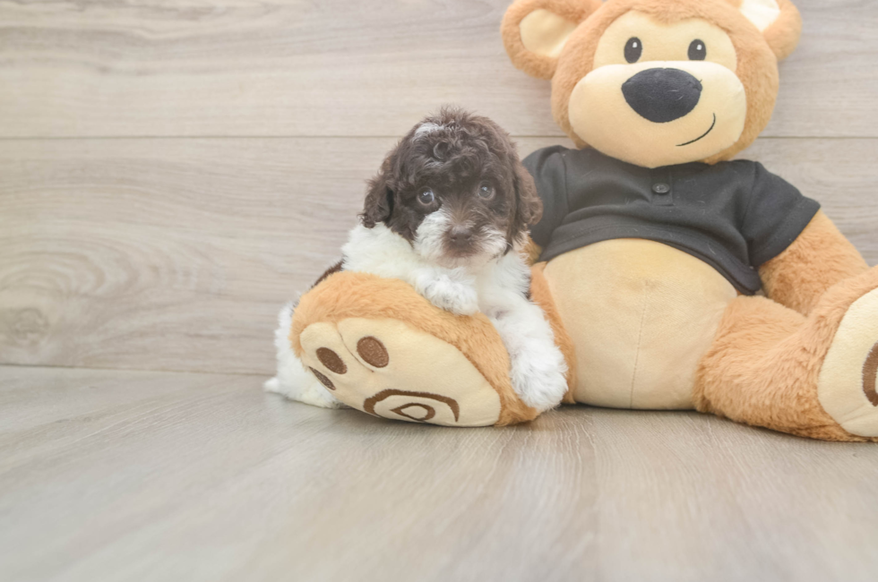 5 week old Poodle Puppy For Sale - Lone Star Pups