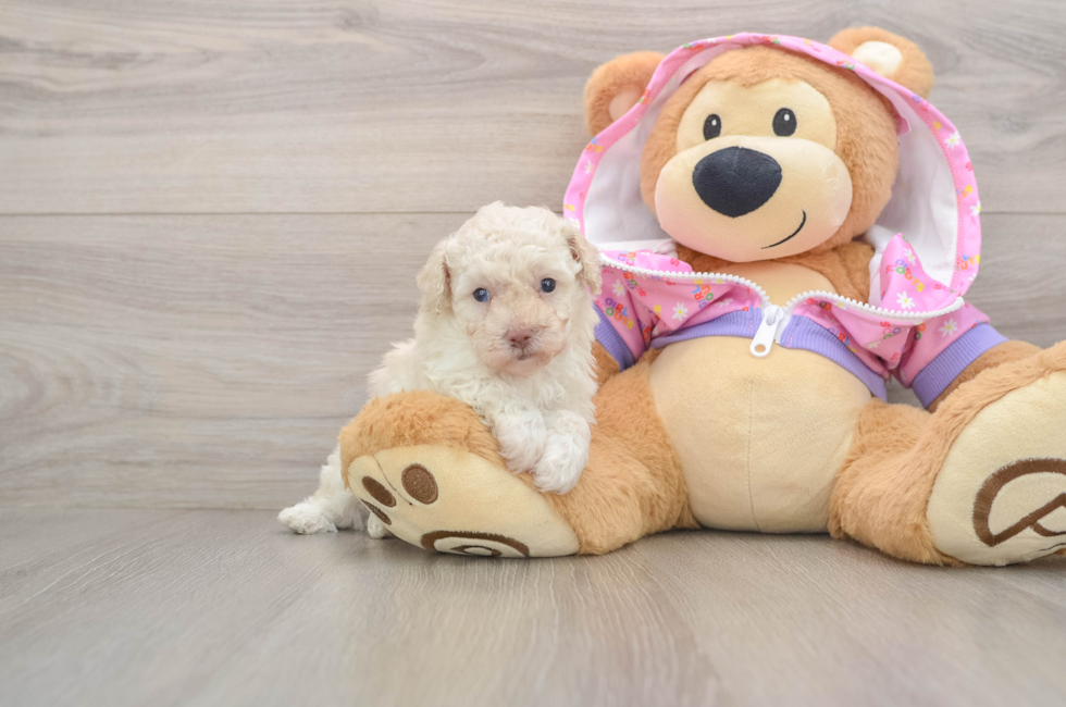 5 week old Poodle Puppy For Sale - Lone Star Pups