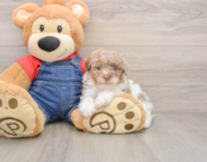 8 week old Poodle Puppy For Sale - Lone Star Pups