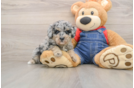 Adorable Pudle Purebred Puppy