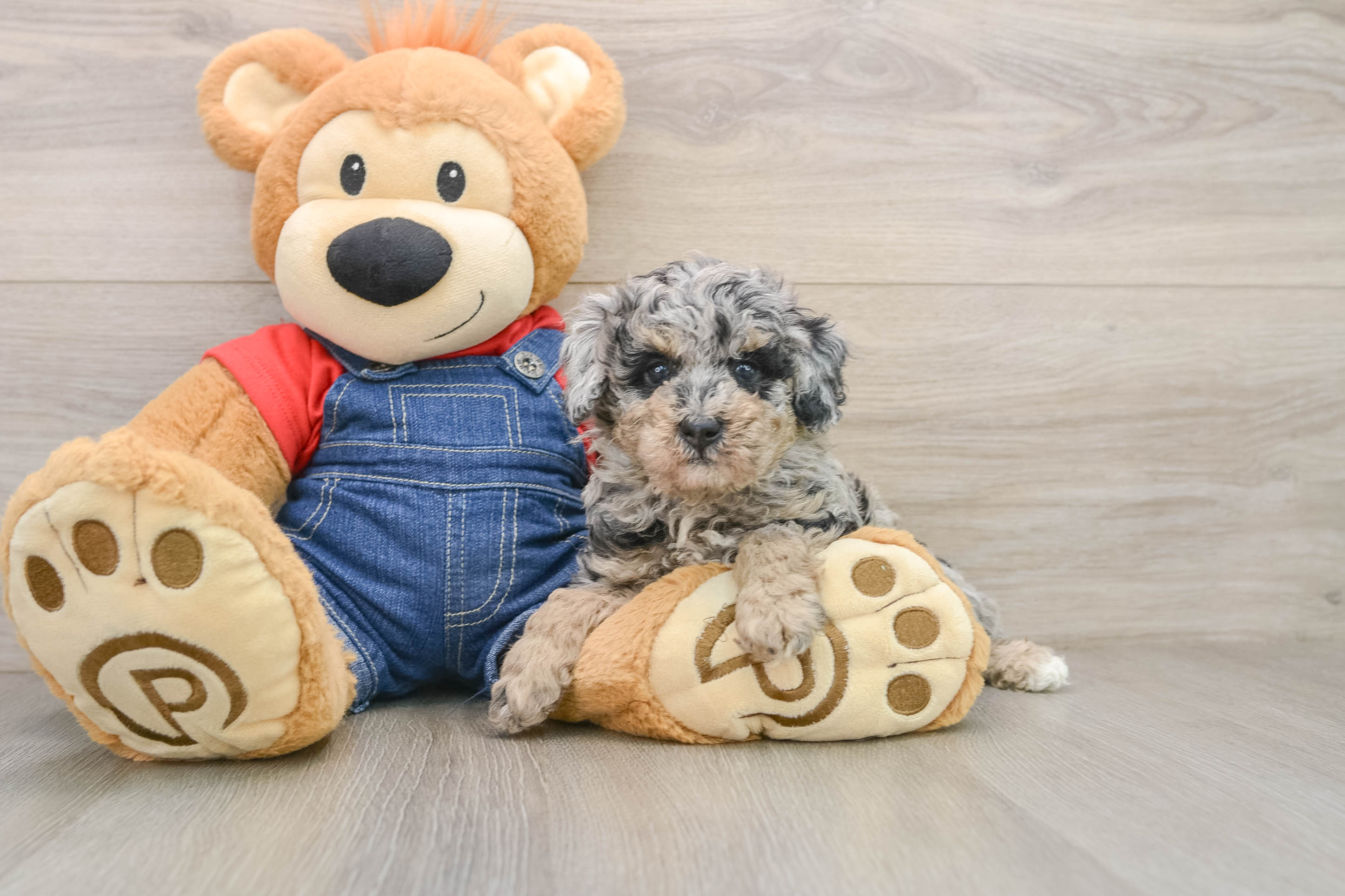Adorable Pudle Purebred Puppy