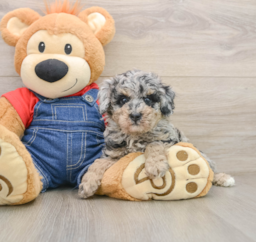 9 week old Poodle Puppy For Sale - Lone Star Pups