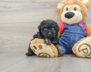 7 week old Poodle Puppy For Sale - Lone Star Pups