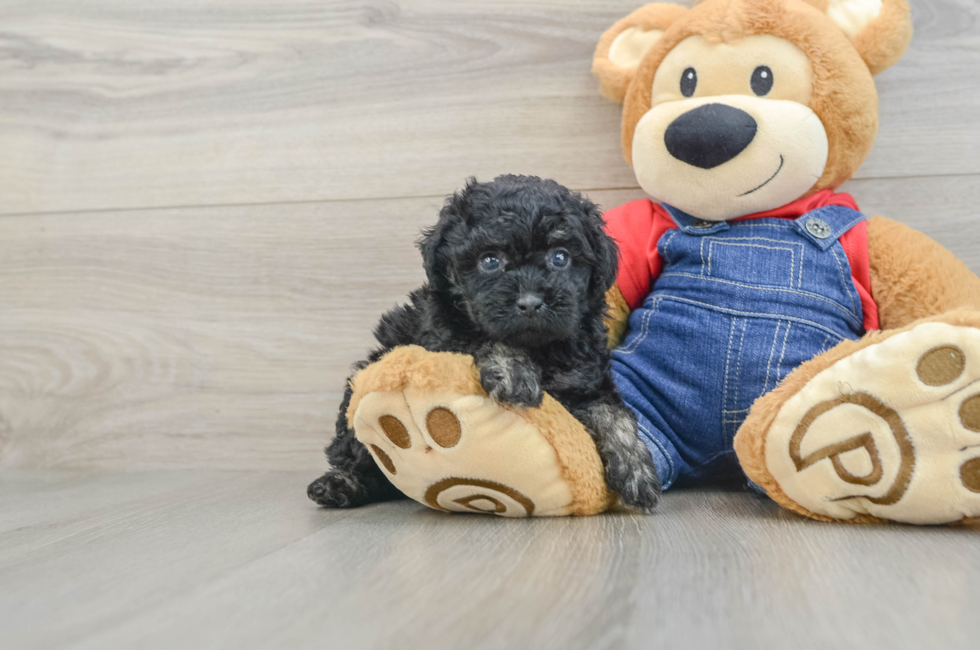 6 week old Poodle Puppy For Sale - Lone Star Pups