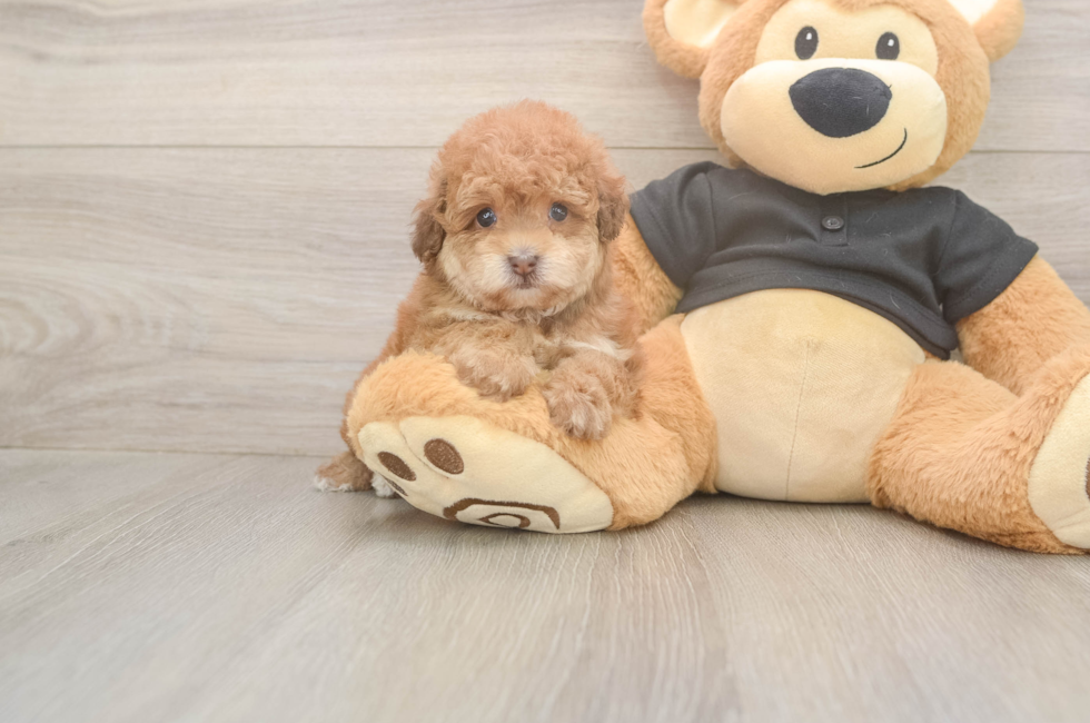 5 week old Poodle Puppy For Sale - Lone Star Pups