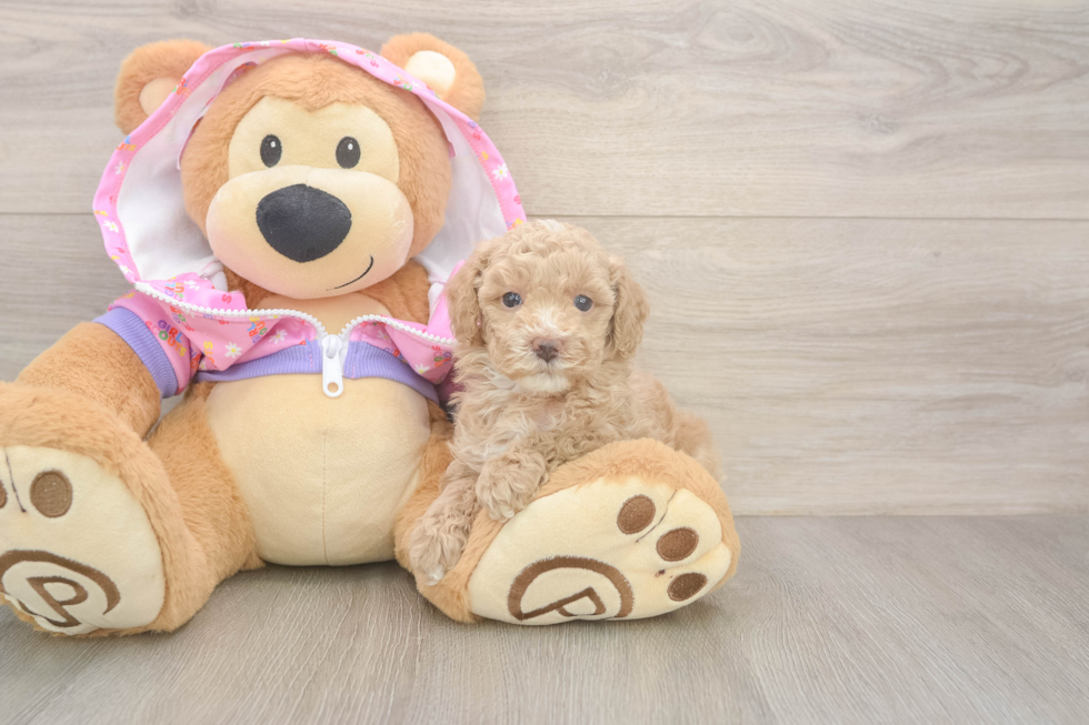 Smart Pooodle Purebred Puppy