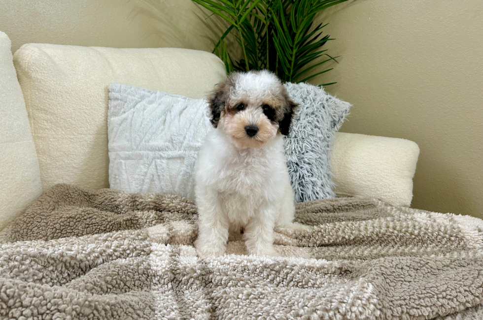 11 week old Poodle Puppy For Sale - Lone Star Pups