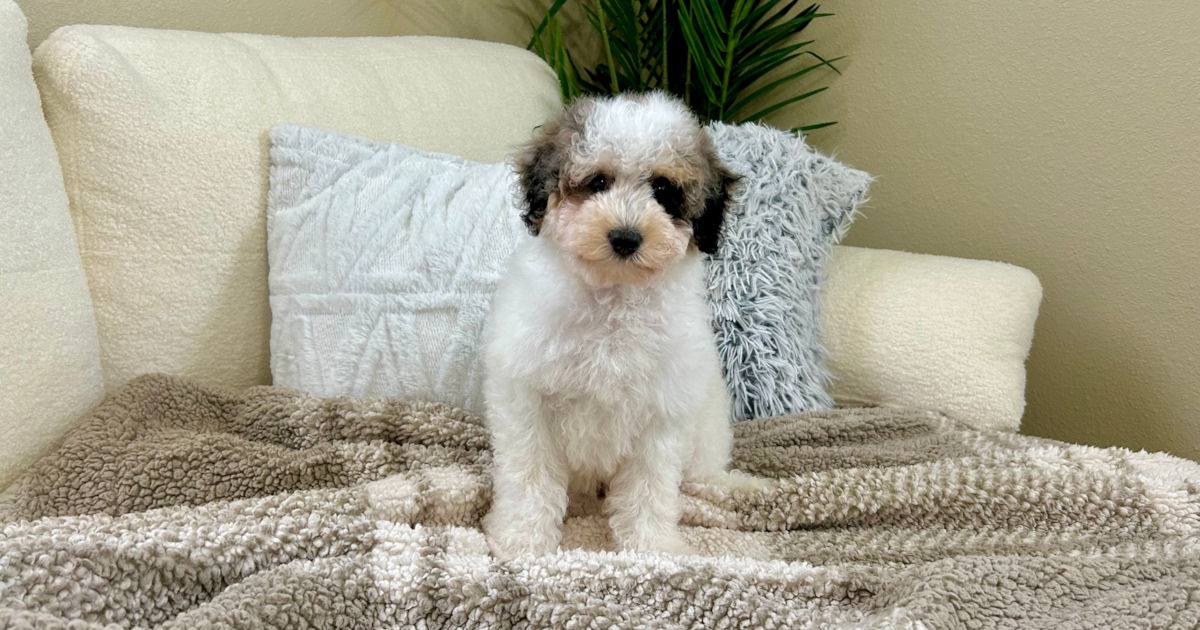 poodle-caspian-