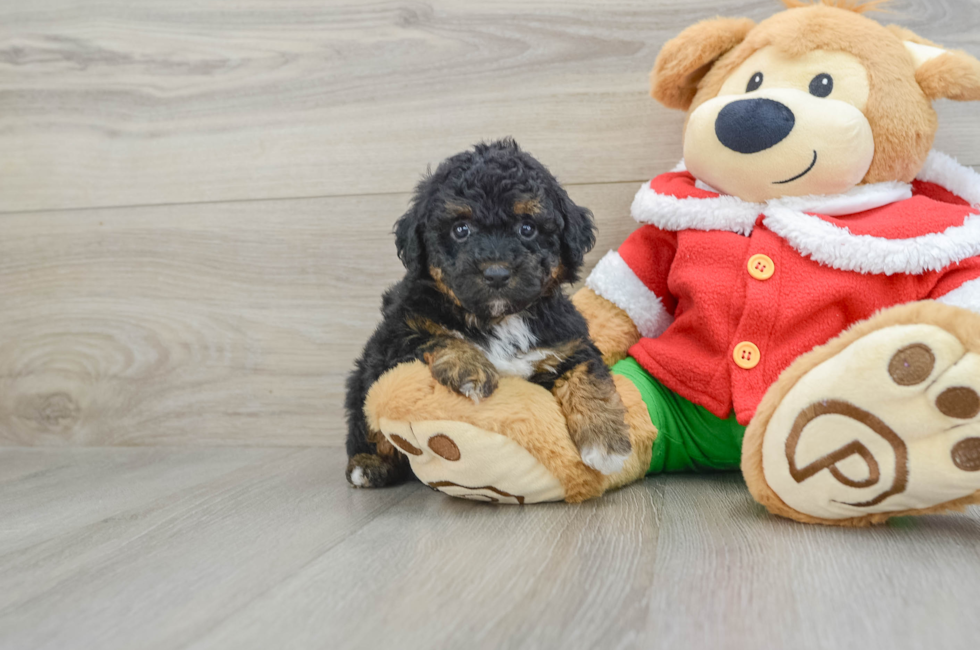 6 week old Poodle Puppy For Sale - Lone Star Pups