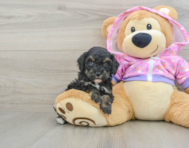 7 week old Poodle Puppy For Sale - Lone Star Pups