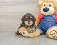 7 week old Poodle Puppy For Sale - Lone Star Pups