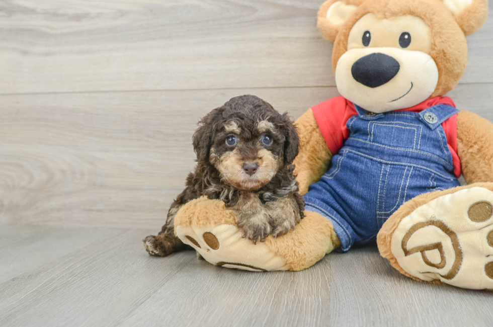 6 week old Poodle Puppy For Sale - Lone Star Pups