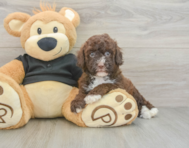 6 week old Poodle Puppy For Sale - Lone Star Pups