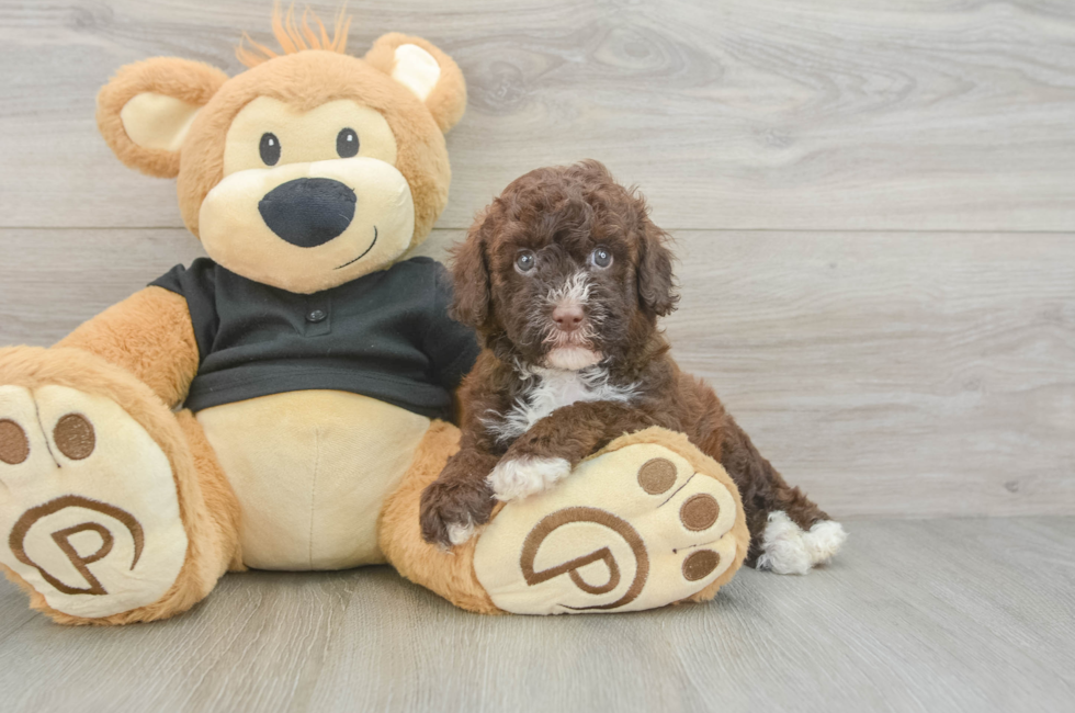 5 week old Poodle Puppy For Sale - Lone Star Pups