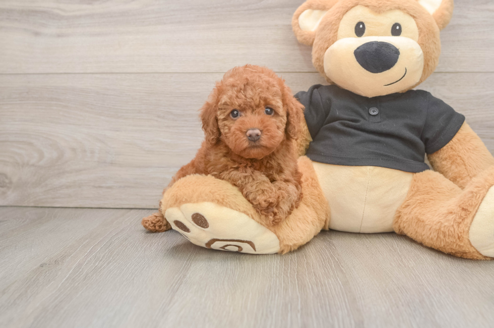 5 week old Poodle Puppy For Sale - Lone Star Pups