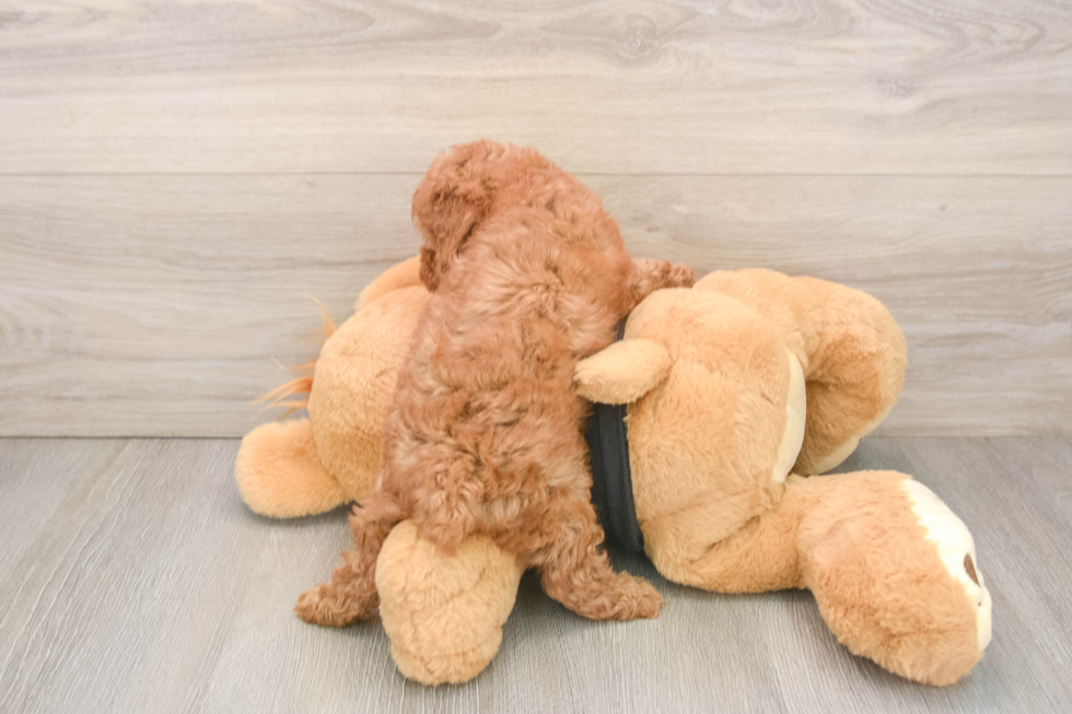 Petite Pudle Purebred Puppy