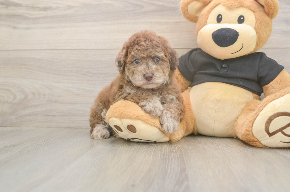 5 week old Poodle Puppy For Sale - Lone Star Pups