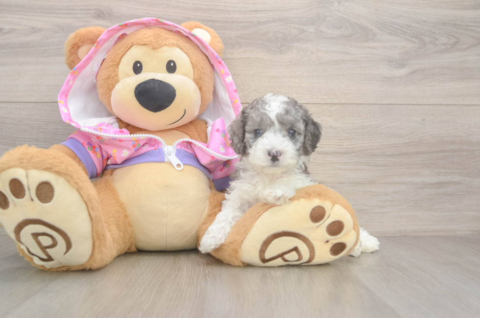5 week old Poodle Puppy For Sale - Lone Star Pups