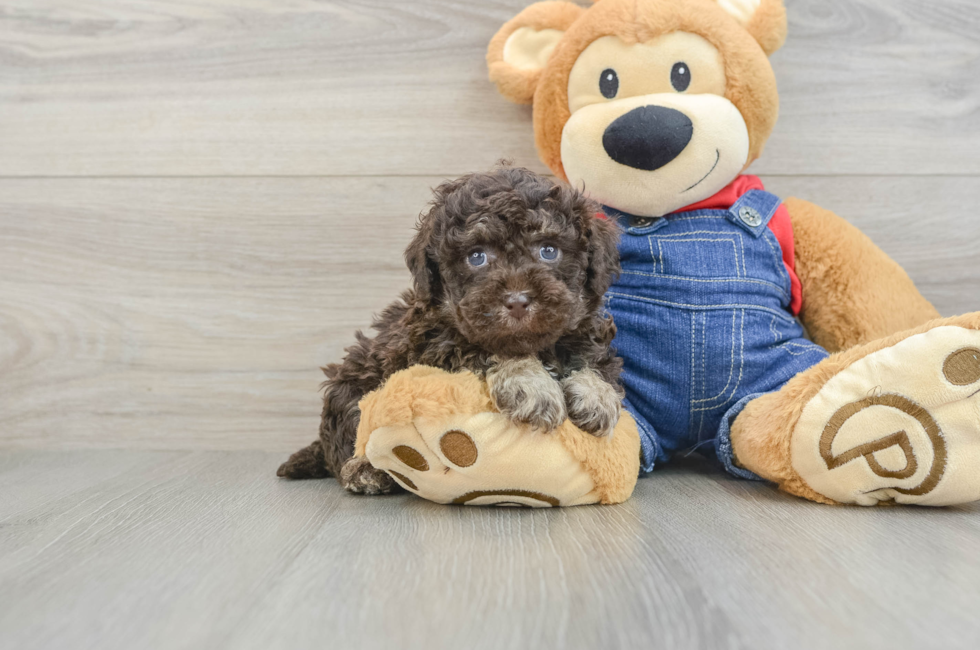 6 week old Poodle Puppy For Sale - Lone Star Pups