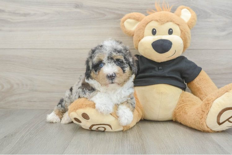 Poodle Puppy for Adoption