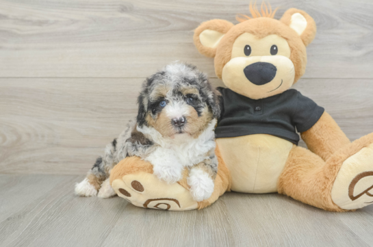 Poodle Puppy for Adoption