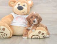 5 week old Poodle Puppy For Sale - Lone Star Pups