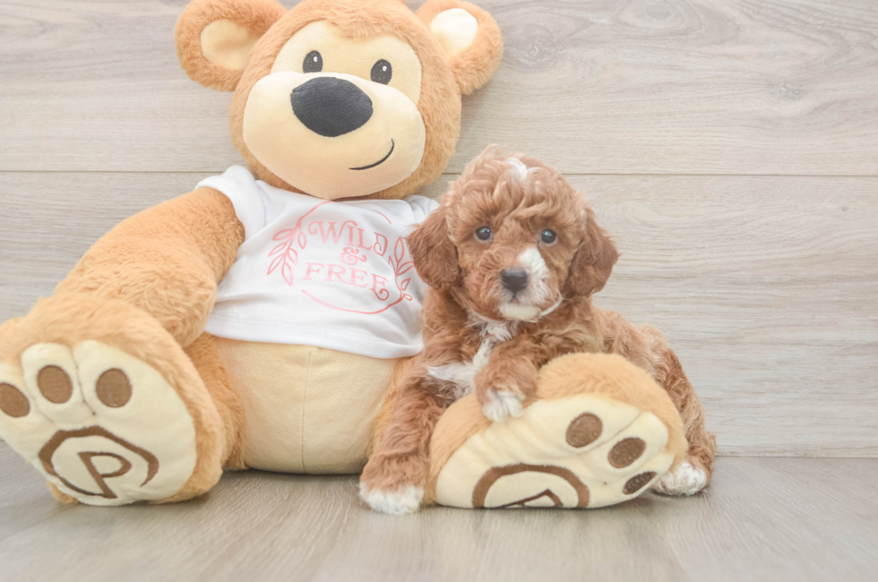 5 week old Poodle Puppy For Sale - Lone Star Pups