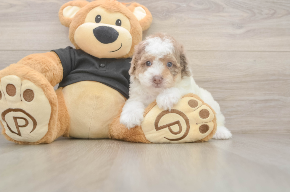 5 week old Poodle Puppy For Sale - Lone Star Pups