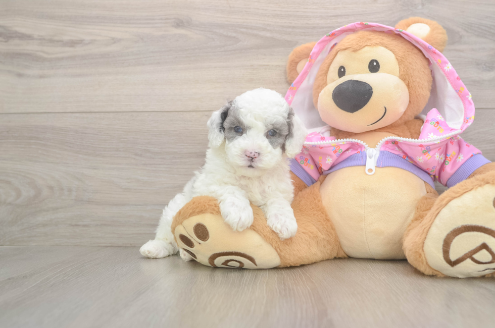 5 week old Poodle Puppy For Sale - Lone Star Pups