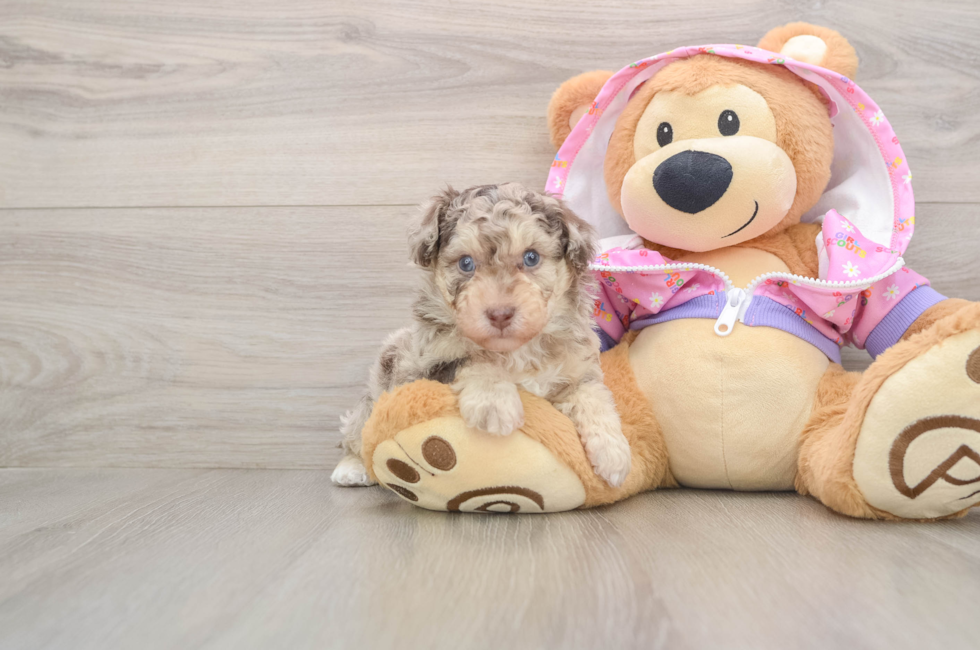 5 week old Poodle Puppy For Sale - Lone Star Pups