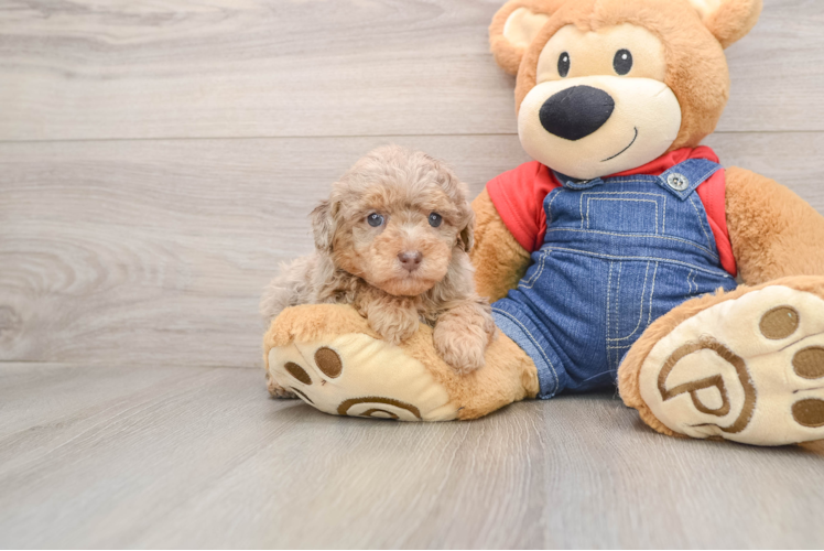Poodle Pup Being Cute
