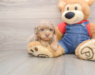 8 week old Poodle Puppy For Sale - Lone Star Pups