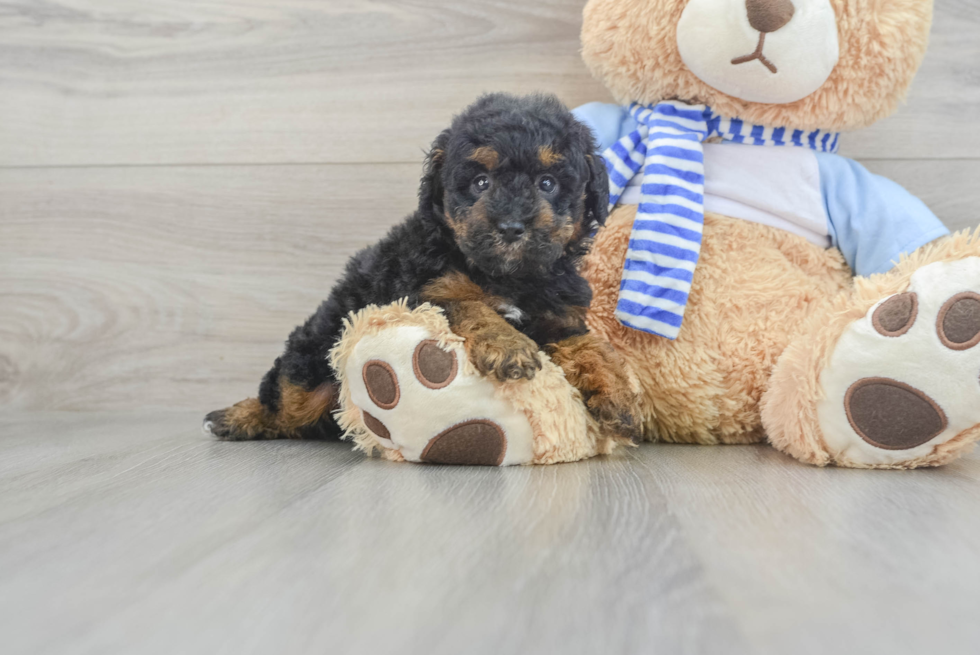 Poodle Pup Being Cute