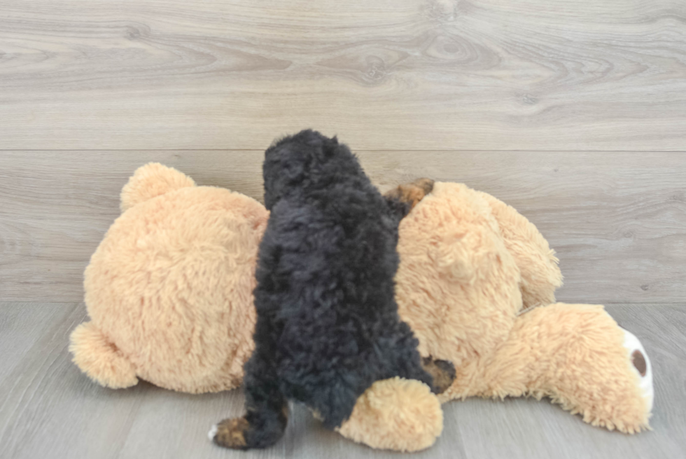 Friendly Poodle Purebred Pup