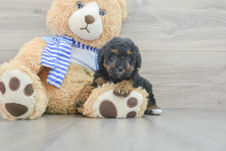 Adorable Pudle Purebred Puppy
