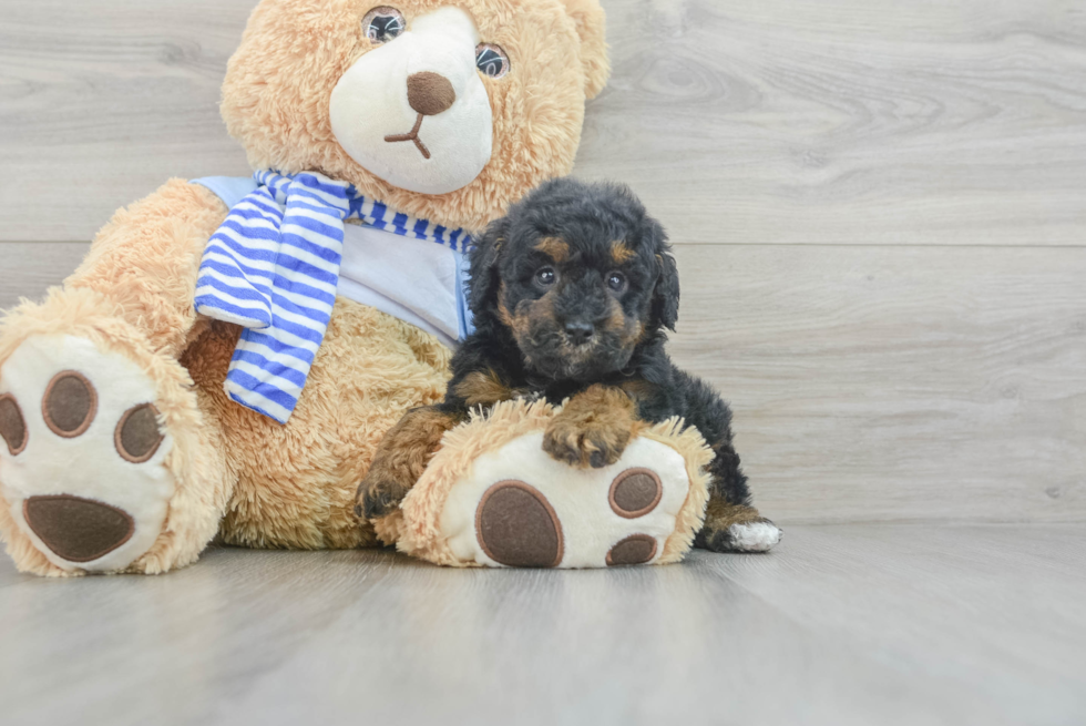 Adorable Pudle Purebred Puppy