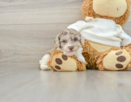 8 week old Poodle Puppy For Sale - Lone Star Pups