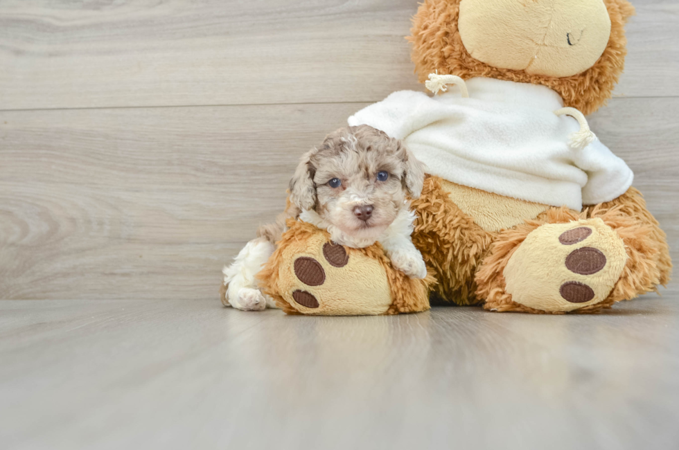 5 week old Poodle Puppy For Sale - Lone Star Pups