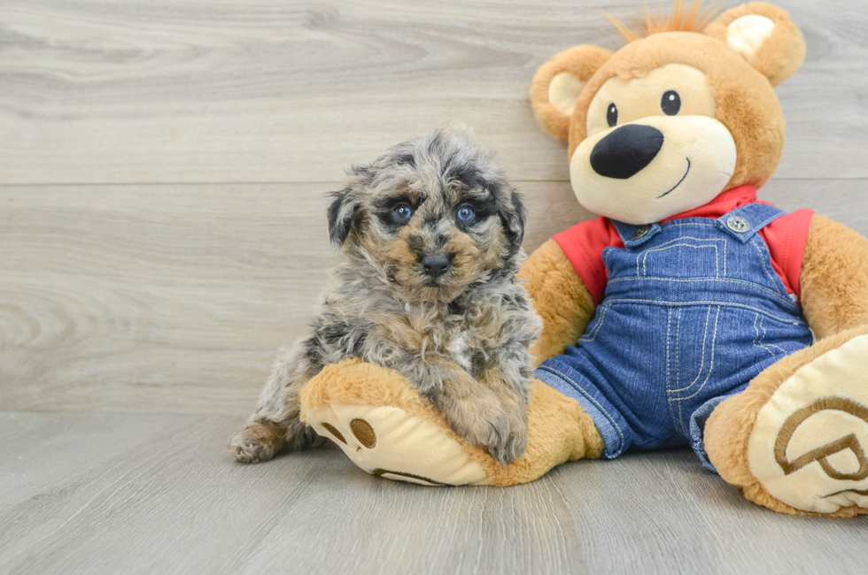 7 week old Poodle Puppy For Sale - Lone Star Pups