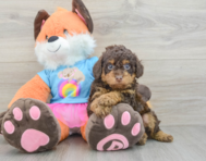 6 week old Poodle Puppy For Sale - Lone Star Pups