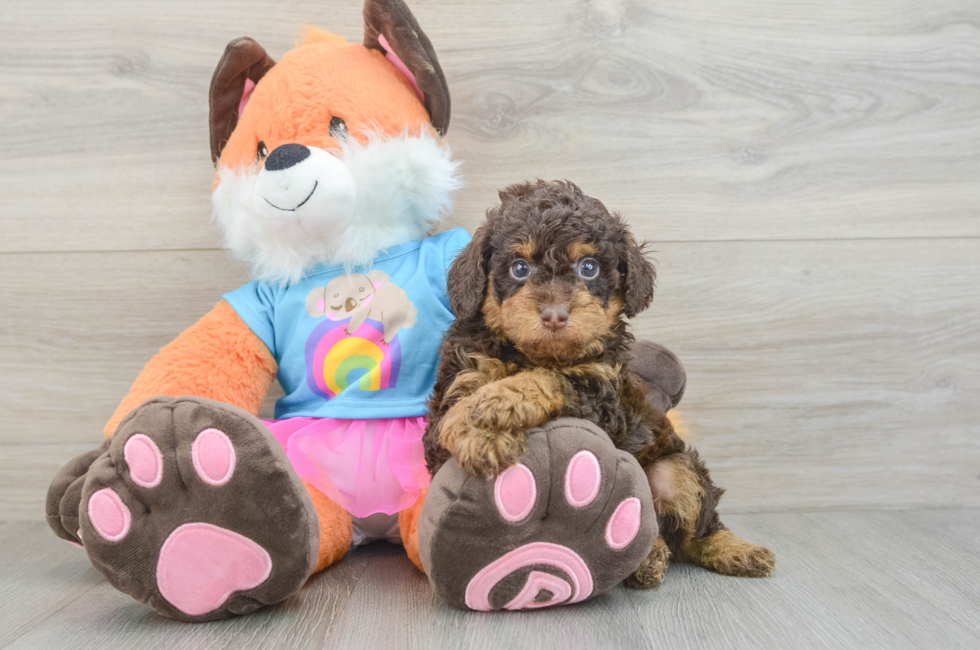 6 week old Poodle Puppy For Sale - Lone Star Pups