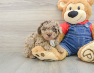 6 week old Poodle Puppy For Sale - Lone Star Pups