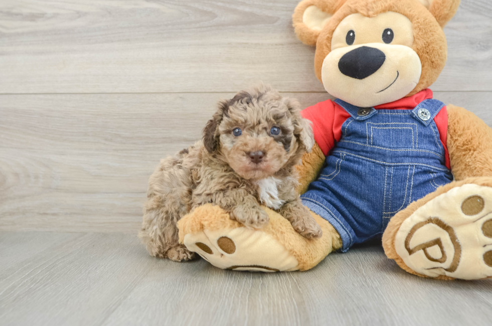 6 week old Poodle Puppy For Sale - Lone Star Pups