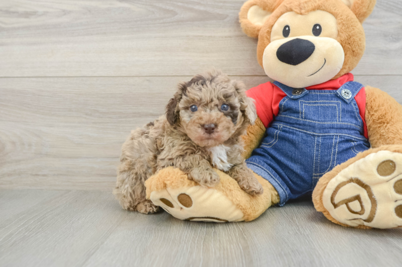 Meet Dak - our Poodle Puppy Photo 1/3 - Lone Star Pups