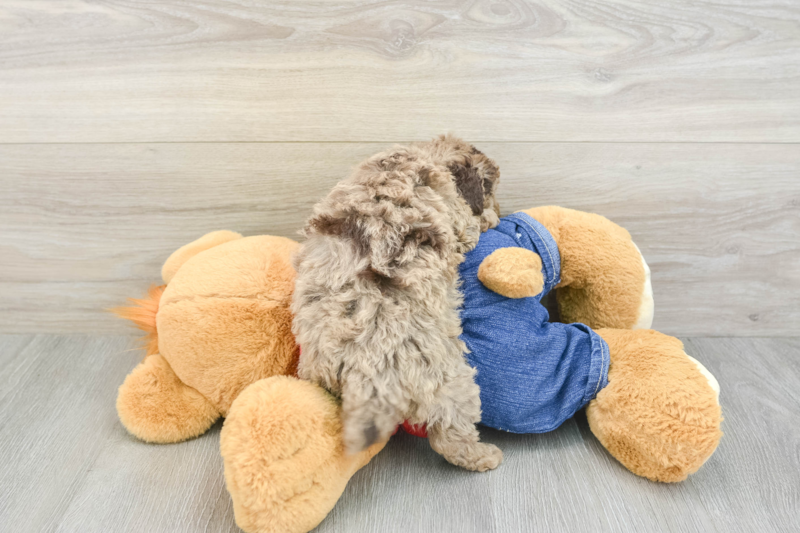 Meet Dak - our Poodle Puppy Photo 2/3 - Lone Star Pups